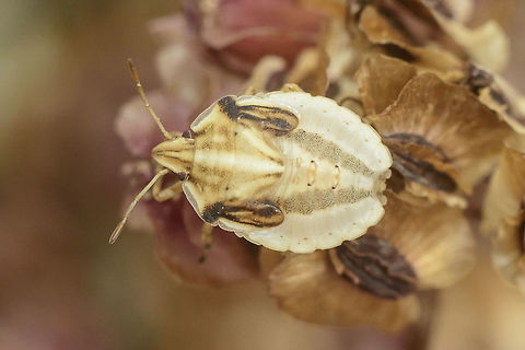 Graphosoma semipunctactum Graphosoma semipunctatum, nymph Graphosoma semipunctatum,arthropoda,biodiversity,insecta,insects,nymph,pentatomidae,pentomoidea
