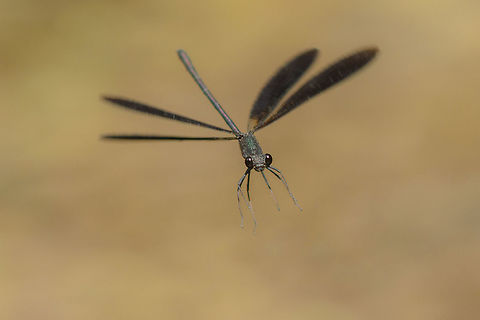 Back in flight Calopteryx haemorroidalis, male. Calopteryx haemorrhoidalis,Calopteryx haemorroidalis