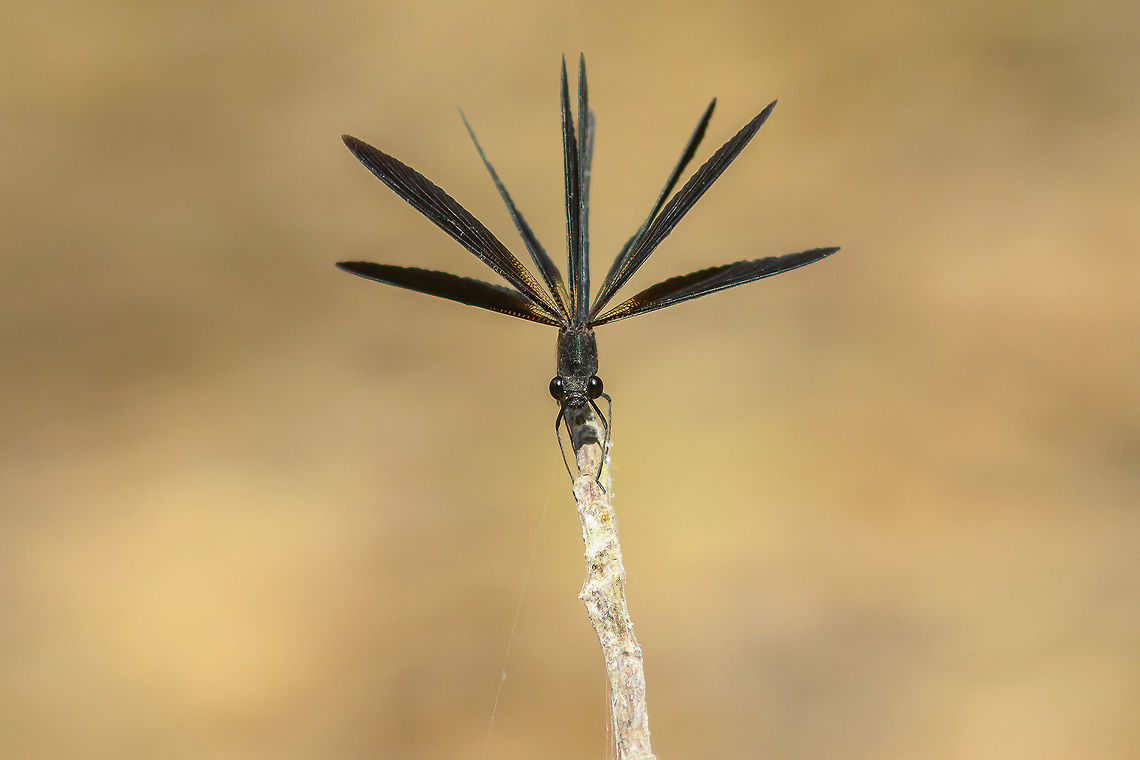 Movement, no movement Adult male Calopteryx haemorrhoidalis, two frames stack. Calopteryx haemorrhoidalis,Calopteryx haemorroidalis