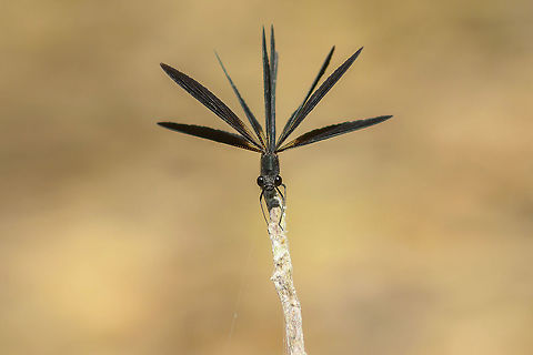 Movement, no movement Adult male Calopteryx haemorrhoidalis, two frames stack. Calopteryx haemorrhoidalis,Calopteryx haemorroidalis