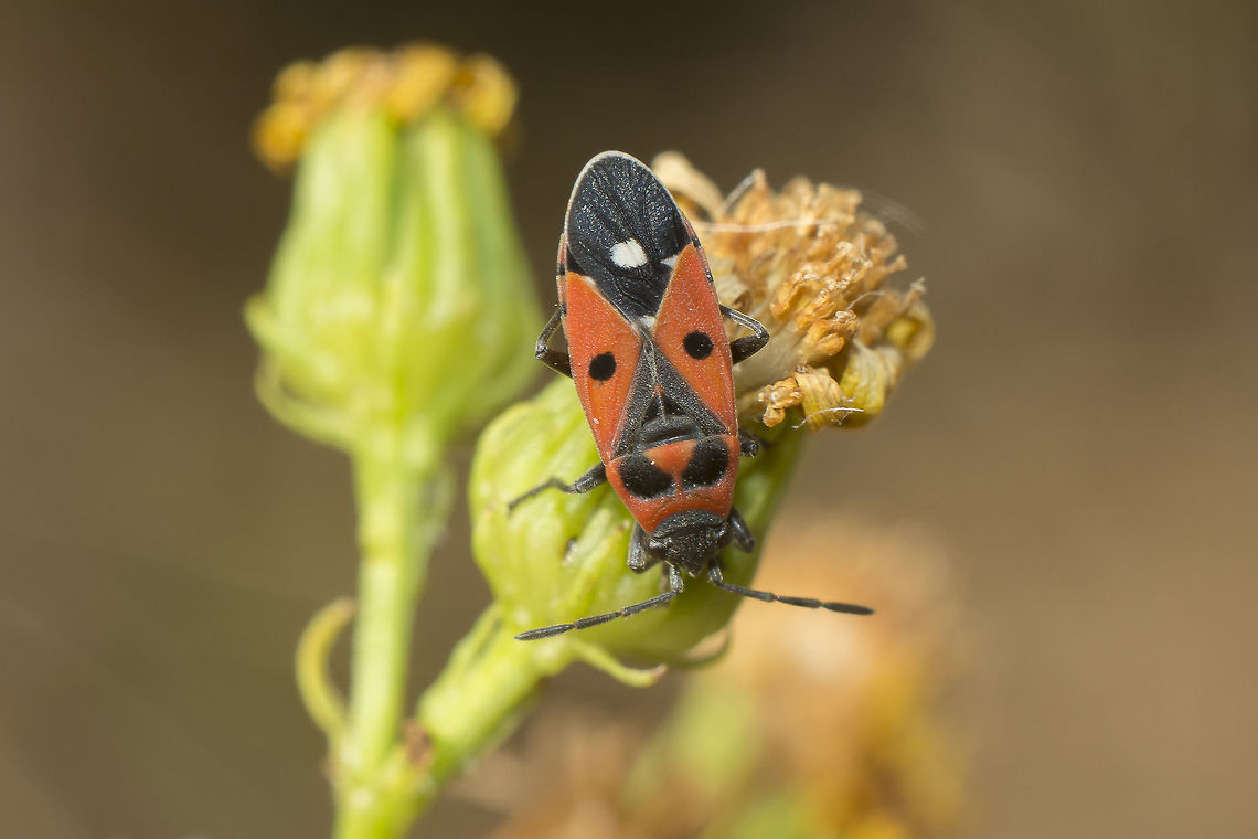 Melanocoryphus albomaculatus Melanocoryphus albomaculatus Melanocoryphus albomaculatus