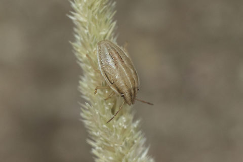 Aelia acuminata Aelia acuminata, nymph, L5?
 Aelia acuminata,Bishop's Mitre
