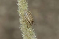 Aelia acuminata Aelia acuminata, nymph, L5?<br />
 Aelia acuminata,Bishop's Mitre