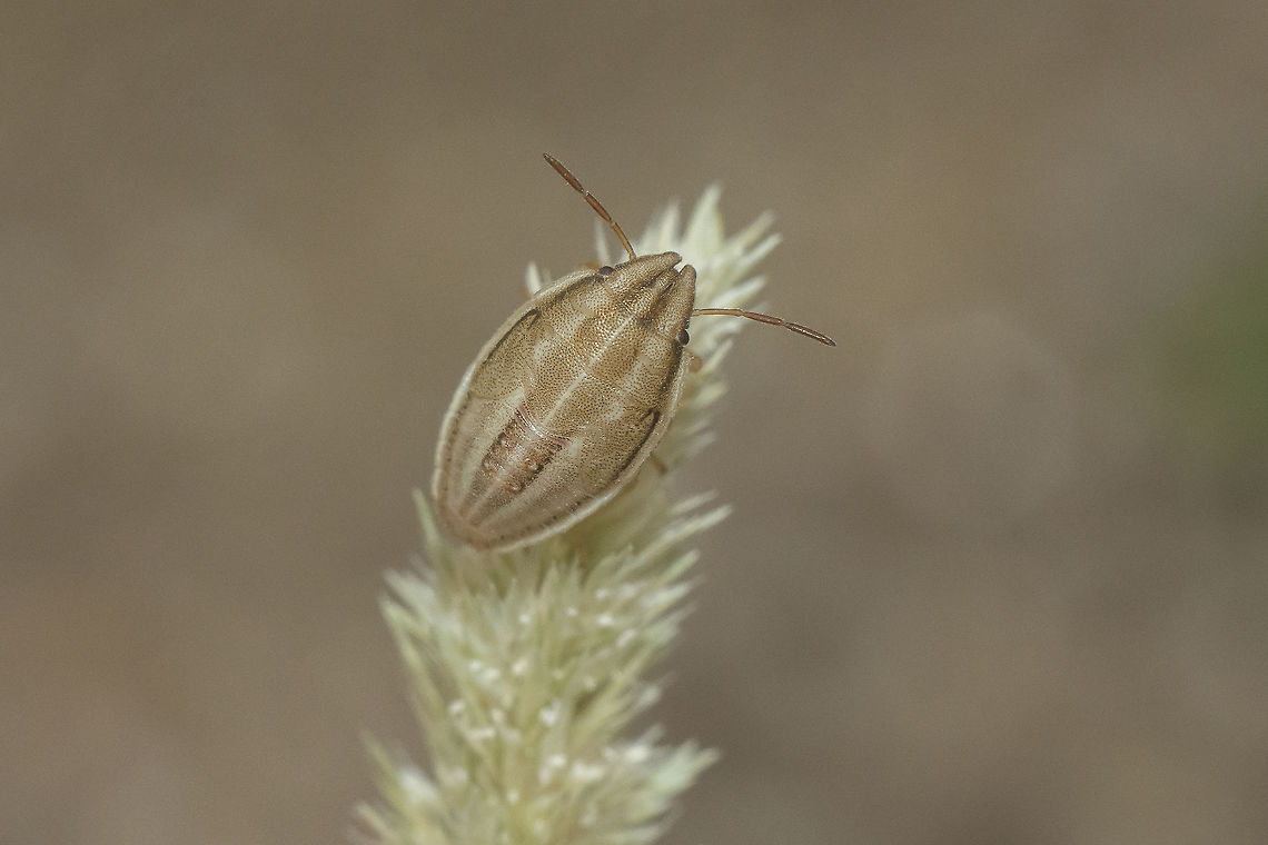 Aelia acuminata Aelia acuminata, nymph, L5?<br />
Discussion here:<br />
<figure class="photo"><a href="https://www.jungledragon.com/image/65732/aelia_acuminata.html" title="Aelia acuminata"><img src="https://s3.amazonaws.com/media.jungledragon.com/images/2527/65732_thumb.jpg?AWSAccessKeyId=05GMT0V3GWVNE7GGM1R2&Expires=1769040010&Signature=wyH8JHdW9rYntTmHBUMZHquYRr8%3D" width="200" height="134" alt="Aelia acuminata Aelia acuminata, nymph, L5?<br />
 Aelia acuminata,Bishop's Mitre" /></a></figure> Aelia acuminata,Bishop's Mitre