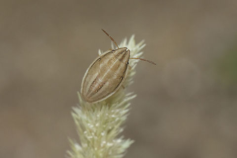 Aelia acuminata Aelia acuminata, nymph, L5?
Discussion here:
https://www.jungledragon.com/image/65732/aelia_acuminata.html Aelia acuminata,Bishop's Mitre