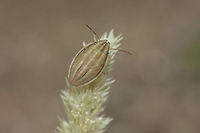 Aelia acuminata Aelia acuminata, nymph, L5?<br />
Discussion here:<br />
https://www.jungledragon.com/image/65732/aelia_acuminata.html Aelia acuminata,Bishop's Mitre