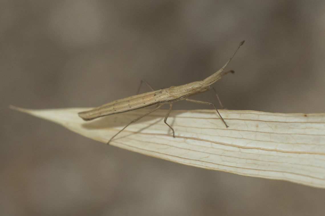 Prionotylus brevicornis - lateral Adult Prionotylus brevicornis (Coreidae)<br />
Dorsal shot here:<br />
<figure class="photo"><a href="https://www.jungledragon.com/image/65735/prionotylus_brevicornis_-_dorsal.html" title="Prionotylus brevicornis - dorsal"><img src="https://s3.amazonaws.com/media.jungledragon.com/images/2527/65735_thumb.jpg?AWSAccessKeyId=05GMT0V3GWVNE7GGM1R2&Expires=1770854410&Signature=nX3pGM5I%2Blr1aLxBtLPQZ6Bgk%2Fo%3D" width="200" height="134" alt="Prionotylus brevicornis - dorsal Adult Prionotylus brevicornis (Coreidae)<br />
More lateral shot here:<br />
https://www.jungledragon.com/image/65734/_id_please.html<br />
 Coreidae,Prionotylus,Prionotylus brevicornis" /></a></figure> Coreidae,Prionotylus,Prionotylus brevicornis