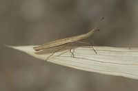 Prionotylus brevicornis - lateral Adult Prionotylus brevicornis (Coreidae)<br />
Dorsal shot here:<br />
https://www.jungledragon.com/image/65735/prionotylus_brevicornis.html Coreidae,Prionotylus,Prionotylus brevicornis