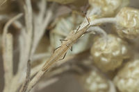 Prionotylus brevicornis - dorsal Adult Prionotylus brevicornis (Coreidae)<br />
More lateral shot here:<br />
https://www.jungledragon.com/image/65734/_id_please.html<br />
 Coreidae,Prionotylus,Prionotylus brevicornis