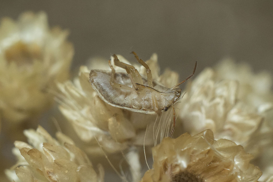 Aelia acuminata Aelia acuminata, ventral Aelia acuminata,Bishop's Mitre