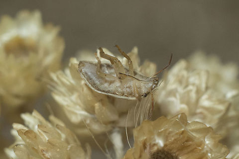 Aelia acuminata Aelia acuminata, ventral Aelia acuminata,Bishop's Mitre