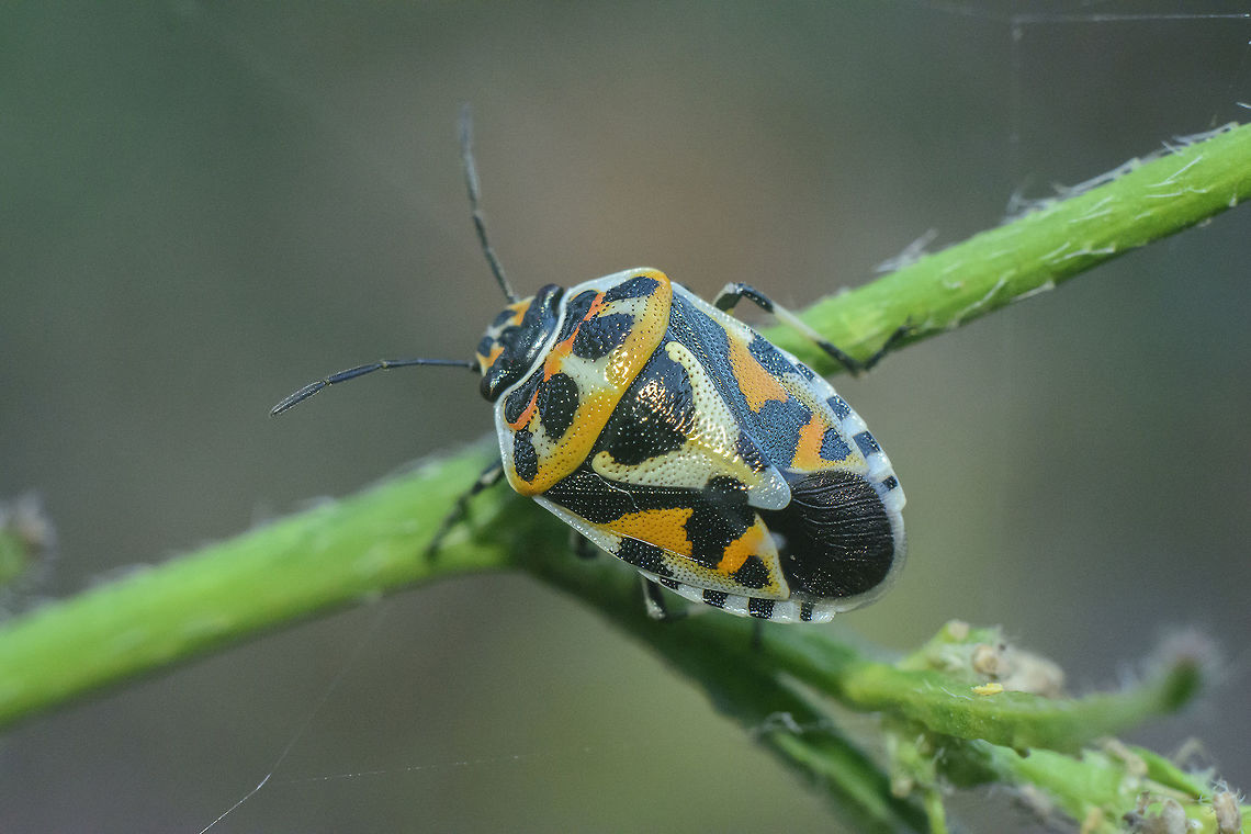 Eurydema ventralis Eurydema ventralis, to be confirmed if possible, thanks*<br />
<br />
Nymph here:<br />
<figure class="photo"><a href="https://www.jungledragon.com/image/65769/eurydema_ventralis.html" title="Eurydema ventralis"><img src="https://s3.amazonaws.com/media.jungledragon.com/images/2527/65769_thumb.jpg?AWSAccessKeyId=05GMT0V3GWVNE7GGM1R2&Expires=1770854410&Signature=bzPj5w0W11CwzLFVmE7tbALYeaU%3D" width="200" height="134" alt="Eurydema ventralis Eurydema ventralis, nymph L...?<br />
Discussion here:<br />
https://www.jungledragon.com/image/65768/eurydema_ventralis.html Eurydema ventralis,Pentatomoidea,Strachiini,arthropoda,biodiversity,hemiptera,insecta,insects,pentatomidae" /></a></figure><br />
<figure class="photo"><a href="https://www.jungledragon.com/image/65770/eurydema_ventralis.html" title="Eurydema ventralis"><img src="https://s3.amazonaws.com/media.jungledragon.com/images/2527/65770_thumb.jpg?AWSAccessKeyId=05GMT0V3GWVNE7GGM1R2&Expires=1770854410&Signature=1k4W%2FXSxNzxMXzTLs8lwh3lPmwk%3D" width="200" height="134" alt="Eurydema ventralis Eurydema ventralis, nymph L...?<br />
Discussion here:<br />
https://www.jungledragon.com/image/65768/eurydema_ventralis.html Eurydema ventralis,Pentatomoidea,Strachiini,arthropoda,biodiversity,hemiptera,insecta,insects,pentatomidae" /></a></figure> Eurydema ventralis,Pentatomoidea,Strachiini,arthropoda,biodiversity,hemiptera,insecta,insects,pentatomidae