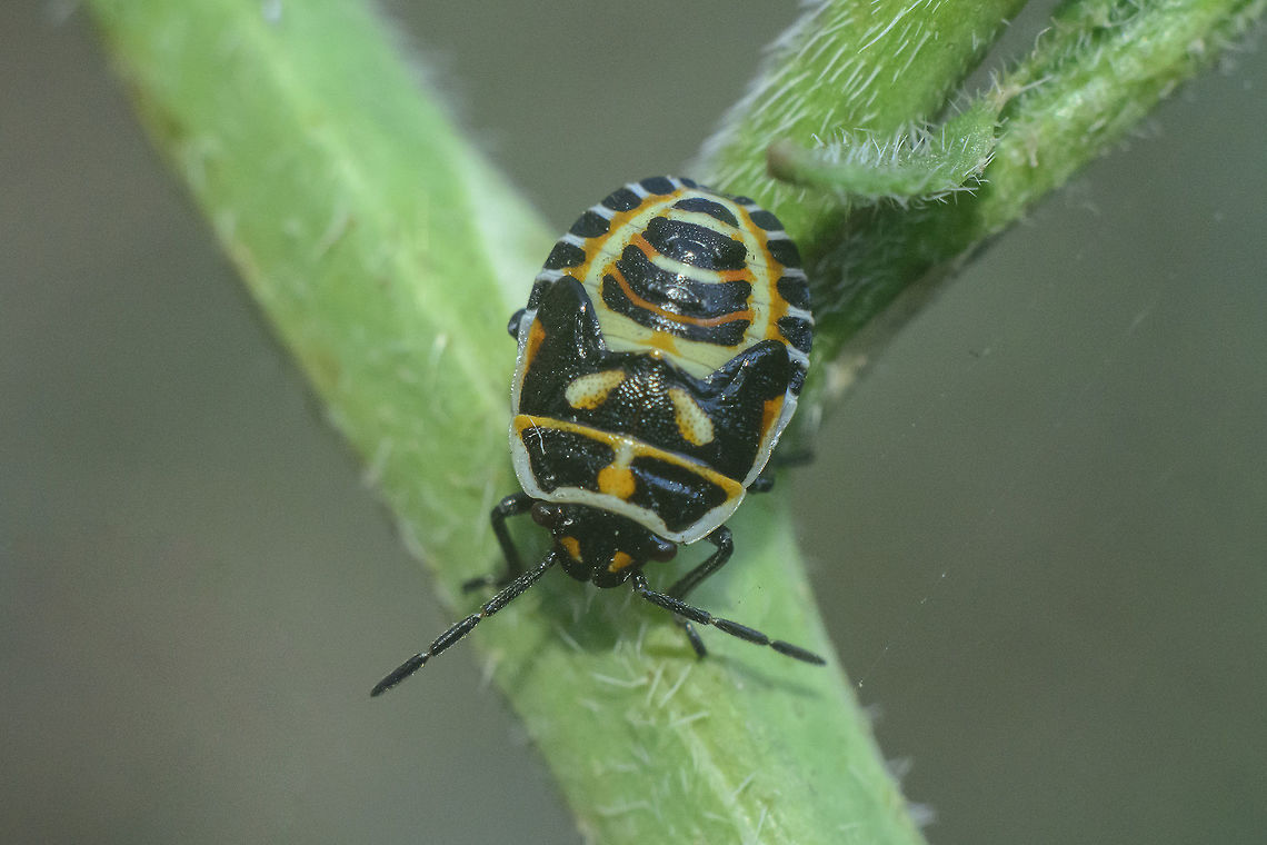 Eurydema ventralis Eurydema ventralis, nymph L...?<br />
Discussion here:<br />
<figure class="photo"><a href="https://www.jungledragon.com/image/65768/eurydema_ventralis.html" title="Eurydema ventralis"><img src="https://s3.amazonaws.com/media.jungledragon.com/images/2527/65768_thumb.jpg?AWSAccessKeyId=05GMT0V3GWVNE7GGM1R2&Expires=1770854410&Signature=EqpVovNHZaryKU74dcChp3UyXGM%3D" width="200" height="134" alt="Eurydema ventralis Eurydema ventralis, to be confirmed if possible, thanks*<br />
<br />
Nymph here:<br />
https://www.jungledragon.com/image/65769/eurydema_ventralis.html<br />
https://www.jungledragon.com/image/65770/eurydema_ventralis.html Eurydema ventralis,Pentatomoidea,Strachiini,arthropoda,biodiversity,hemiptera,insecta,insects,pentatomidae" /></a></figure> Eurydema ventralis,Pentatomoidea,Strachiini,arthropoda,biodiversity,hemiptera,insecta,insects,pentatomidae