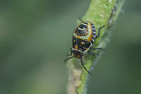Eurydema ventralis Eurydema ventralis, nymph L...?<br />
Discussion here:<br />
https://www.jungledragon.com/image/65768/eurydema_ventralis.html Eurydema ventralis,Pentatomoidea,Strachiini,arthropoda,biodiversity,hemiptera,insecta,insects,pentatomidae