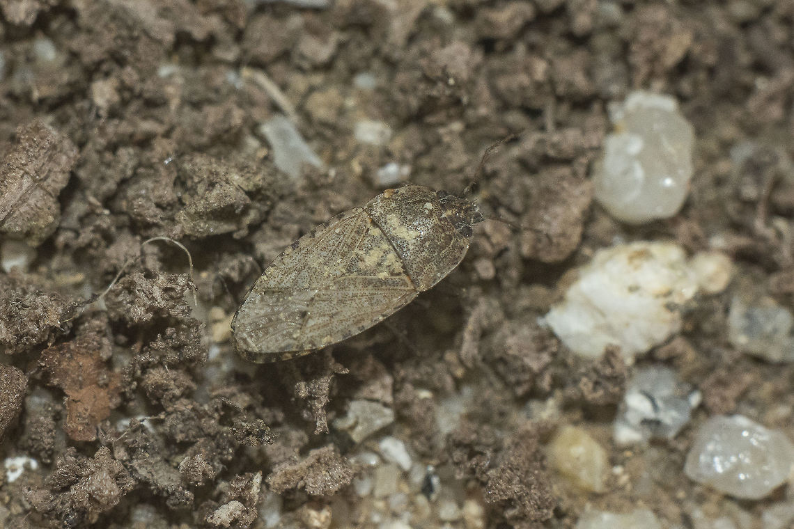 Emblethis sp. Emblethis? sp. Lygaeidae,Lygaeoidea,arthropoda,biodiversity,hemiptera,insecta,insects