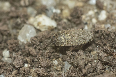 Emblethis sp. Emblethis? sp. Lygaeidae,Lygaeoidea,arthropoda,biodiversity,hemiptera,insecta,insects