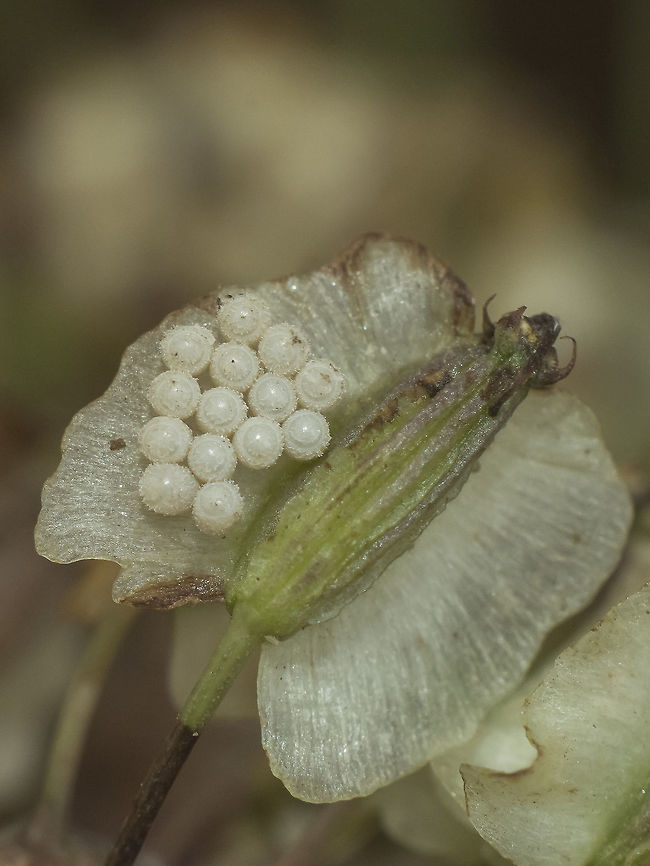 Graphosoma semipunctatum Graphosoma semipunctatum, eggs Eggs,Graphosoma semipunctatum,arthropoda,biodiversity,insecta,insects,pentatomidae,pentomoidea