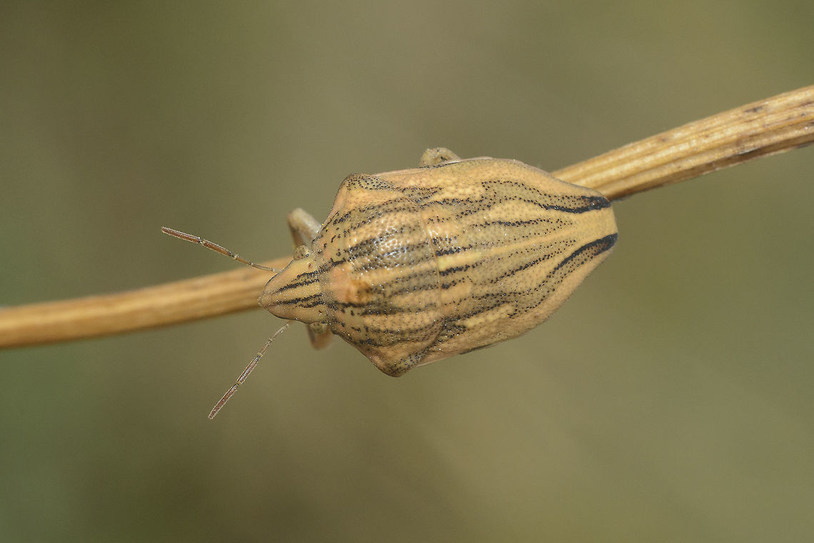 Odontotarsus purpureolineatus Odontotarsus cf. purpureolineatus, dorsal view.<br />
<br />
Other angles:<br />
Lateral view:<br />
<figure class="photo"><a href="https://www.jungledragon.com/image/65965/odontotarsus_purpureolineatus.html" title="Odontotarsus purpureolineatus"><img src="https://s3.amazonaws.com/media.jungledragon.com/images/2527/65965_thumb.jpg?AWSAccessKeyId=05GMT0V3GWVNE7GGM1R2&Expires=1770854410&Signature=g310NOzF6fNJSJkCC4lr9gC1PLs%3D" width="200" height="134" alt="Odontotarsus purpureolineatus Odontotarsus cf. purpureolineatus, side view.<br />
Discussion here:<br />
https://www.jungledragon.com/image/65964/odontotarsus_purpureolineatus.html Odontotarsus purpureolineatus,Scutelleridae,arthropoda,biodiversity,bugs,hemiptera,insecta,insects,pentatomoidea" /></a></figure><br />
Frontal view:<br />
<figure class="photo"><a href="https://www.jungledragon.com/image/65966/odontotarsus_purpureolineatus.html" title="Odontotarsus purpureolineatus"><img src="https://s3.amazonaws.com/media.jungledragon.com/images/2527/65966_thumb.jpg?AWSAccessKeyId=05GMT0V3GWVNE7GGM1R2&Expires=1770854410&Signature=SCAuivcWvpH%2F1rPW6fyv1VWEi0o%3D" width="200" height="134" alt="Odontotarsus purpureolineatus Odontotarsus cf. purpureolineatus, frontal view.<br />
Discussion here:<br />
https://www.jungledragon.com/image/65964/odontotarsus_purpureolineatus.html<br />
<br />
 Odontotarsus purpureolineatus,Scutelleridae,arthropoda,biodiversity,bugs,hemiptera,insecta,insects,pentatomoidea" /></a></figure> Odontotarsus purpureolineatus,Scutelleridae,arthropoda,biodiversity,bugs,hemiptera,insecta,insects,pentatomoidea