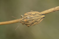 Odontotarsus purpureolineatus Odontotarsus cf. purpureolineatus, dorsal view.<br />
<br />
Other angles:<br />
Lateral view:<br />
https://www.jungledragon.com/image/65965/odontotarsus_purpureolineatus.html<br />
Frontal view:<br />
https://www.jungledragon.com/image/65966/odontotarsus_purpureolineatus.html Odontotarsus purpureolineatus,Scutelleridae,arthropoda,biodiversity,bugs,hemiptera,insecta,insects,pentatomoidea