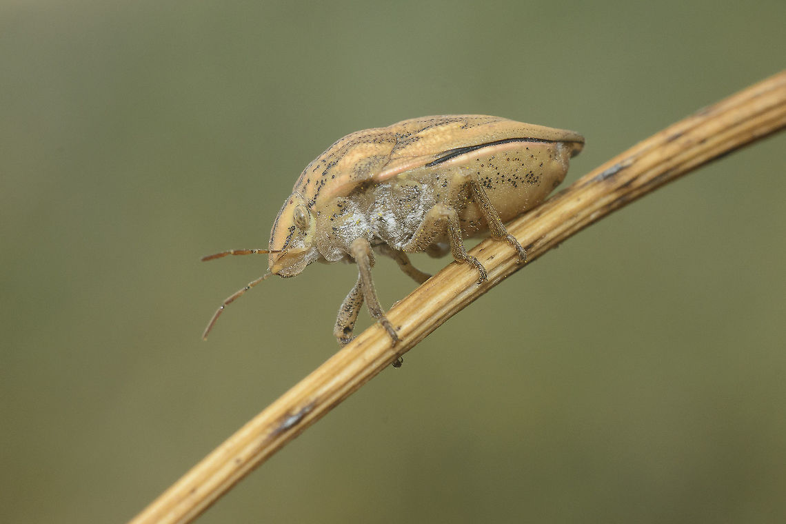 Odontotarsus purpureolineatus Odontotarsus cf. purpureolineatus, side view.<br />
Discussion here:<br />
<figure class="photo"><a href="https://www.jungledragon.com/image/65964/odontotarsus_purpureolineatus.html" title="Odontotarsus purpureolineatus"><img src="https://s3.amazonaws.com/media.jungledragon.com/images/2527/65964_thumb.jpg?AWSAccessKeyId=05GMT0V3GWVNE7GGM1R2&Expires=1759968010&Signature=Jqnzxi6e9MZqKH93csK5lTYFCHY%3D" width="200" height="134" alt="Odontotarsus purpureolineatus Odontotarsus cf. purpureolineatus, dorsal view.<br />
<br />
Other angles:<br />
Lateral view:<br />
https://www.jungledragon.com/image/65965/odontotarsus_purpureolineatus.html<br />
Frontal view:<br />
https://www.jungledragon.com/image/65966/odontotarsus_purpureolineatus.html Odontotarsus purpureolineatus,Scutelleridae,arthropoda,biodiversity,bugs,hemiptera,insecta,insects,pentatomoidea" /></a></figure> Odontotarsus purpureolineatus,Scutelleridae,arthropoda,biodiversity,bugs,hemiptera,insecta,insects,pentatomoidea