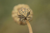 Odontotarsus purpureolineatus Odontotarsus cf. purpureolineatus, frontal view.<br />
Discussion here:<br />
https://www.jungledragon.com/image/65964/odontotarsus_purpureolineatus.html<br />
<br />
 Odontotarsus purpureolineatus,Scutelleridae,arthropoda,biodiversity,bugs,hemiptera,insecta,insects,pentatomoidea
