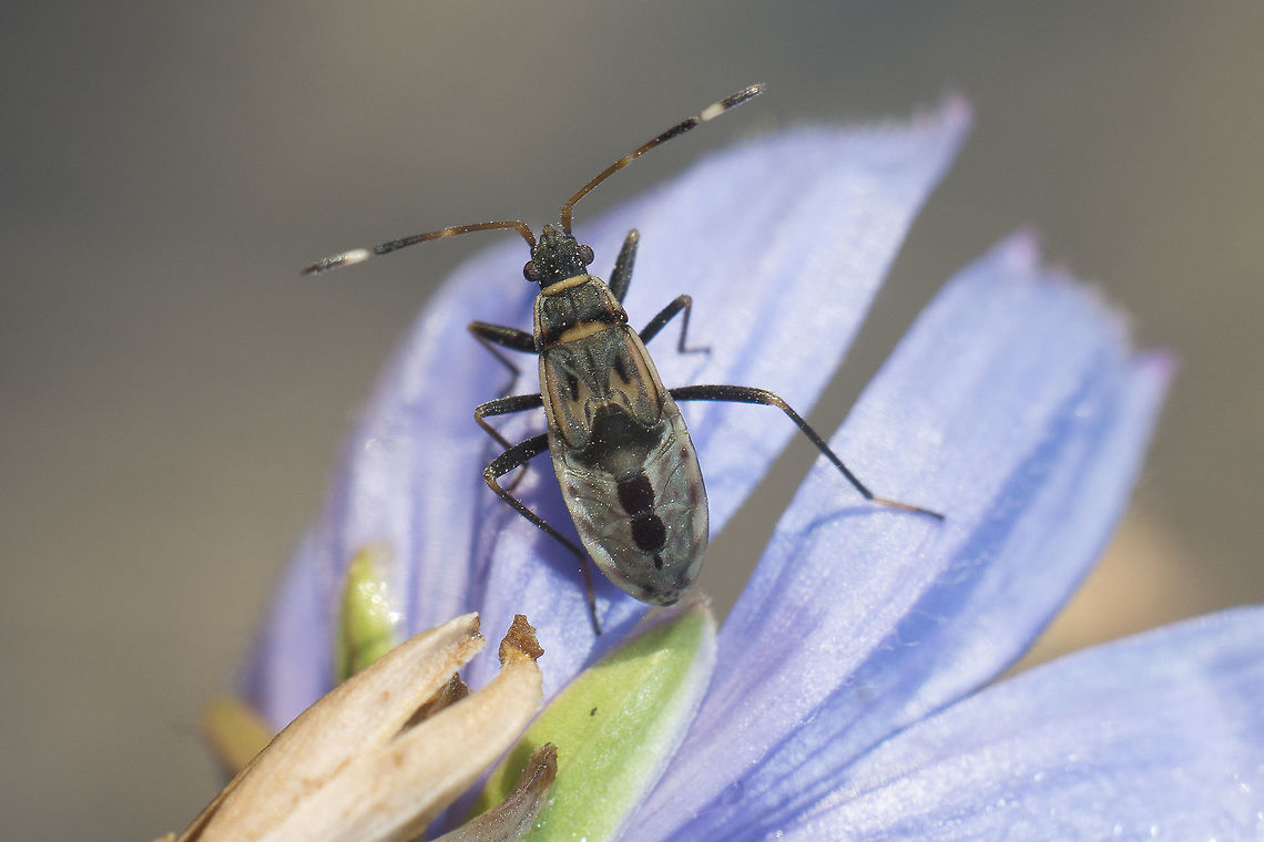 Beosus maritimus Beosus maritimus, last stadium nymph (L5), dorsal view Beosus maritimus,biodiversity,hemiptera,heteroptera,insecta,insects