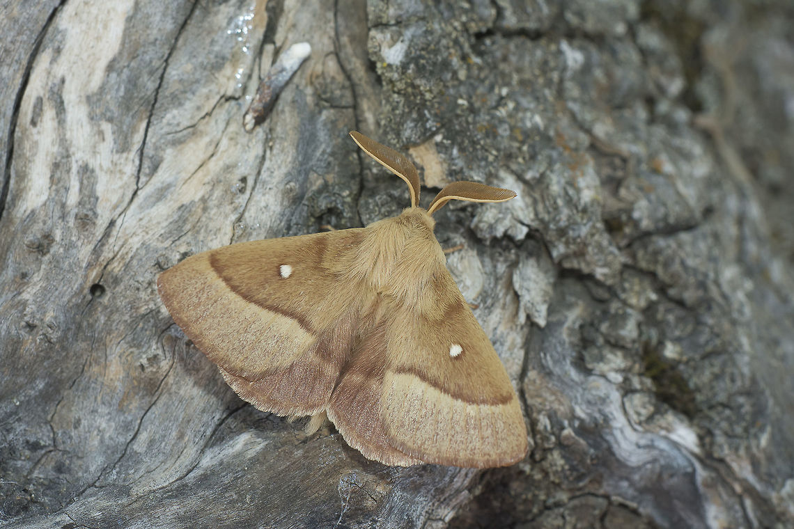 Lasiocampa trifolii Lasiocampa trifolii, male. Grass eggar,Lasiocampa trifolii