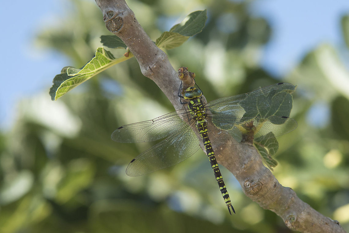 Aeshna cyanea Aeshna cyanea, adult female taking advantage of the shadow of the fig tree. Aeshna cyanea,Southern Hawker,aeshnidae,biodiversity,insecta,insects,odonata