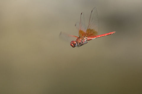 Trithemis kirbyi Trithemis kirbyi, adult male in flight Orange-winged dropwing,Trithemis kirbyi,anisoptera,biodiversity,insecta,insects,libellulidae,odonata