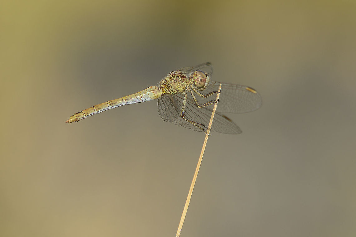 Sympetrum meridionale Sympetrum meridionale, adult female<br />
<br />
adult male here: <figure class="photo"><a href="https://www.jungledragon.com/image/43764/sympetrum_meridionale.html" title="Sympetrum meridionale"><img src="https://s3.amazonaws.com/media.jungledragon.com/images/2527/43764_thumb.jpg?AWSAccessKeyId=05GMT0V3GWVNE7GGM1R2&Expires=1770854410&Signature=2DZWZi9slBK8AzA4BprXBudoBEA%3D" width="200" height="134" alt="Sympetrum meridionale Sympetrum meridionale, adult male<br />
<br />
adult female here:<br />
https://www.jungledragon.com/image/67123/sympetrum_meridionale.html<br />
<br />
Female in flight:<br />
https://www.jungledragon.com/image/121922/sympetrum_meridionale.html Libellulidae,Southern Darter,Sympetrum meridionale,anisoptera,arthropoda,biodiversity,dragonfly,insecta,insects,odonata,summer" /></a></figure><br />
<br />
Female dragonfly in flight, here:<br />
<figure class="photo"><a href="https://www.jungledragon.com/image/121922/sympetrum_meridionale.html" title="Sympetrum meridionale"><img src="https://s3.amazonaws.com/media.jungledragon.com/images/2527/121922_thumb.jpg?AWSAccessKeyId=05GMT0V3GWVNE7GGM1R2&Expires=1770854410&Signature=LiKOUkmU3evo7SW5ZcfQhTTailI%3D" width="200" height="134" alt="Sympetrum meridionale Sympetrum meridionale, female in flight:<br />
<br />
Adult male, here:<br />
https://www.jungledragon.com/image/43764/sympetrum_meridionale.html<br />
<br />
Adult female, here: <br />
https://www.jungledragon.com/image/67123/sympetrum_meridionale.html Libellulidae,Southern Darter,Sympetrum meridionale,anisoptera,arthropoda,biodiversity,dragonfly,insecta,insects,odonata,summer" /></a></figure> Libellulidae,Southern Darter,Sympetrum meridionale,anisoptera,arthropoda,biodiversity,dragonfly,insecta,insects,odonata,summer