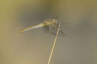 Sympetrum meridionale Sympetrum meridionale, adult female<br />
<br />
adult male here: https://www.jungledragon.com/image/43764/sympetrum_meridionale.html<br />
<br />
Female dragonfly in flight, here:<br />
https://www.jungledragon.com/image/121922/sympetrum_meridionale.html Libellulidae,Southern Darter,Sympetrum meridionale,anisoptera,arthropoda,biodiversity,dragonfly,insecta,insects,odonata,summer