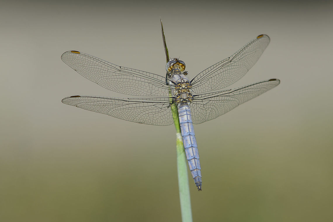 Orthetrum brunneum Orthetrum brunneum, immature male, dorsal view Orthetrum brunneum,Southern Skimmer,anisoptera,biodiversity,insecta,insects,libellulidae,odonata