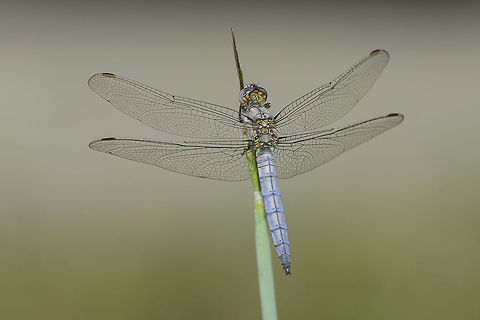 Orthetrum brunneum Orthetrum brunneum, immature male, dorsal view Orthetrum brunneum,Southern Skimmer,anisoptera,biodiversity,insecta,insects,libellulidae,odonata