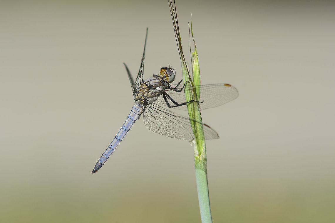 Orthetrum brunneum Orthetrum brunneum, imature male Orthetrum brunneum,Southern Skimmer,anisoptera,biodiversity,insecta,insects,libellulidae,odonata