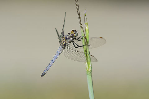 Southern Skimmer