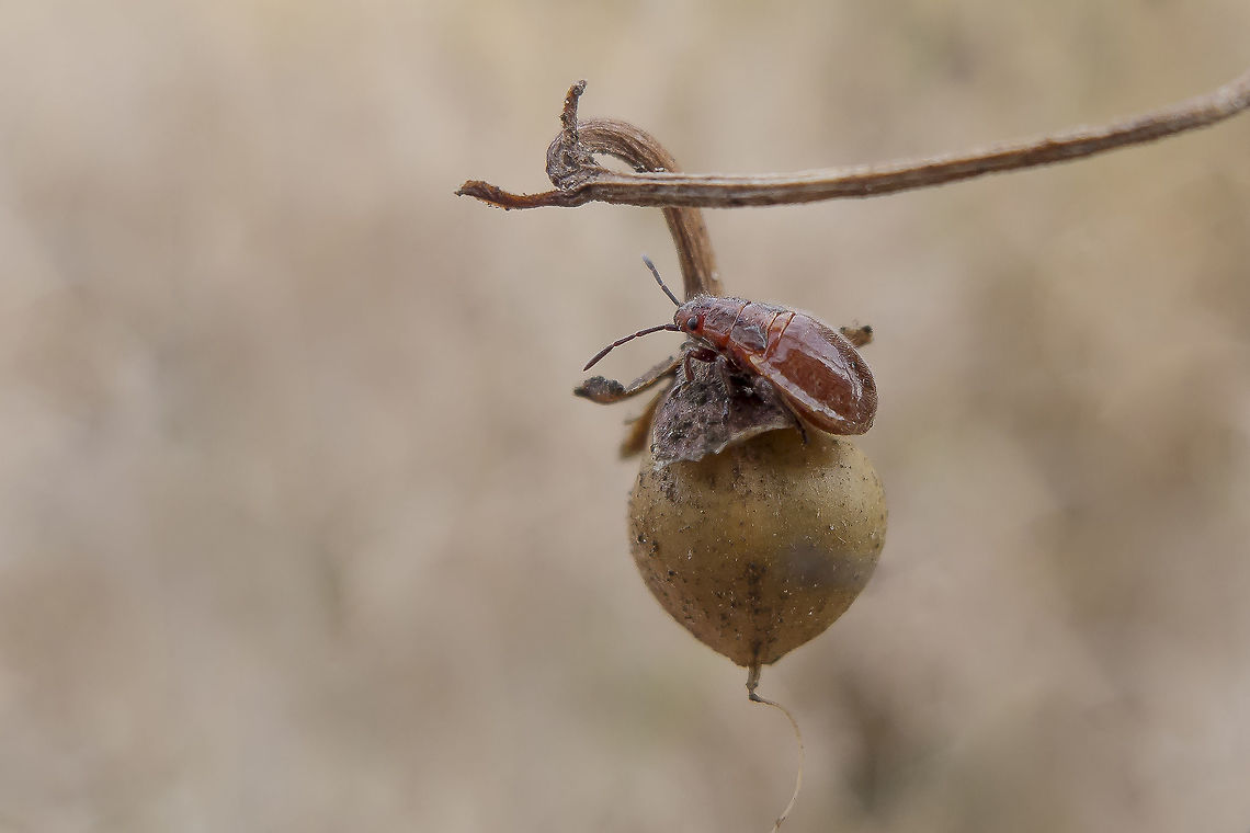 ?Graptostethus servus ?Graptostethus servus, nymph<br />
ID if possible, thanks so much! Lygaeoidea,biodiversity,bugs,hemiptera,heteroptera,insecta,insects,lygaeidae