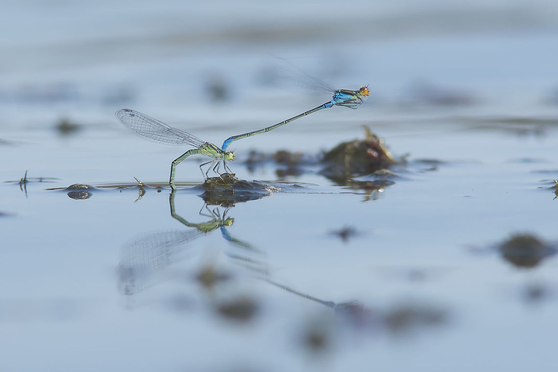 Erythromma viridulum Erythromma viridulum, tandem oviposition<br />
 Erythromma viridulum,Odonata,Small Red-eyed Damselfly,biodiversity,coenagrionidae,damselfly,insecta,insects,zygoptera