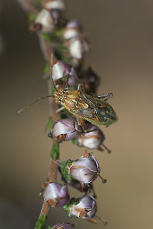 Stictopleurus abutilon Stictopleurus abutilon
Confirmation if possible, thanks*

 Stictopleurus abutilon,biodiversity,bugs,hemiptera,heteroptera,insecta,insects,rhopalidae,rhopalinae