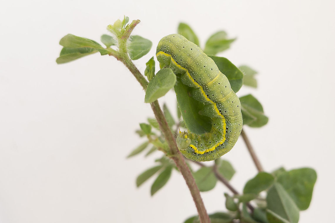 ID pending ...Phlogophora meticulosa, let's wait a little longer :)<br />
 arthropoda,biodiversity,caterpillar,insecta,insects,lepidoptera,pieridae