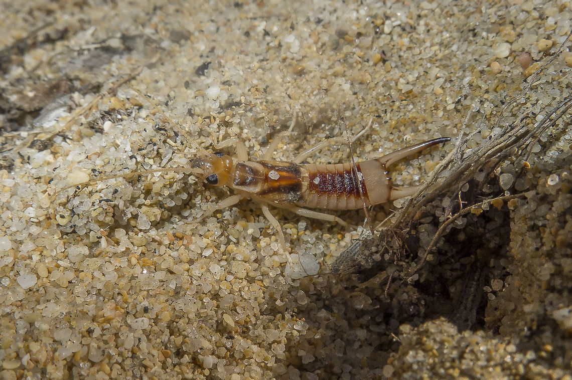 Labidura riparia - male  Dermaptera,Labidura riparia,arthopoda,biodiversity,insecta,insects