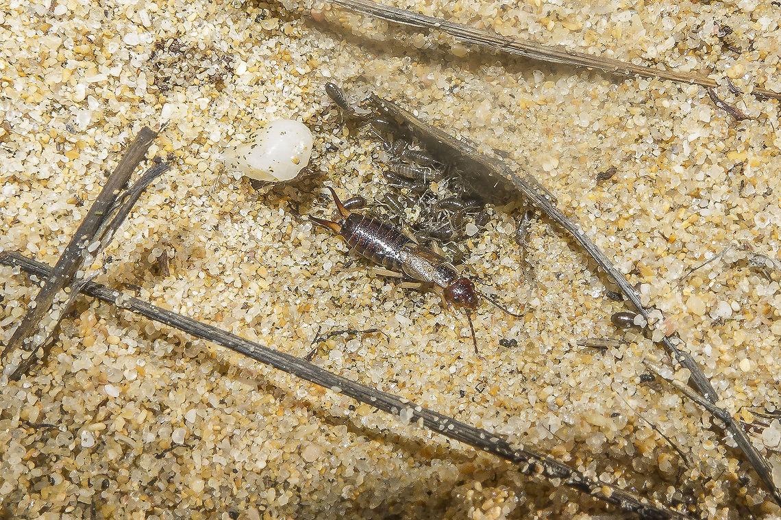 Female forficula with nest of nymphs Dermaptera Dermaptera,Forficula