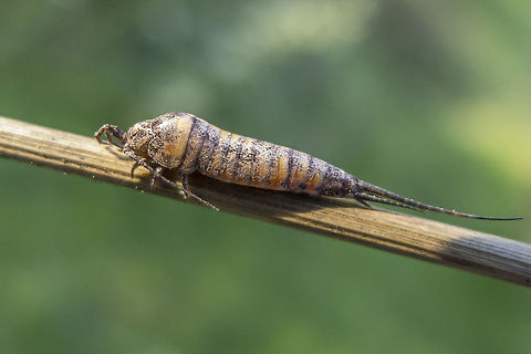 Dilta sp. Archaeognatha, single shot Archaeognatha,Dilta,Jumping Bristletail,Machilidae,Microcoryphia,biodiversity,insecta,insects