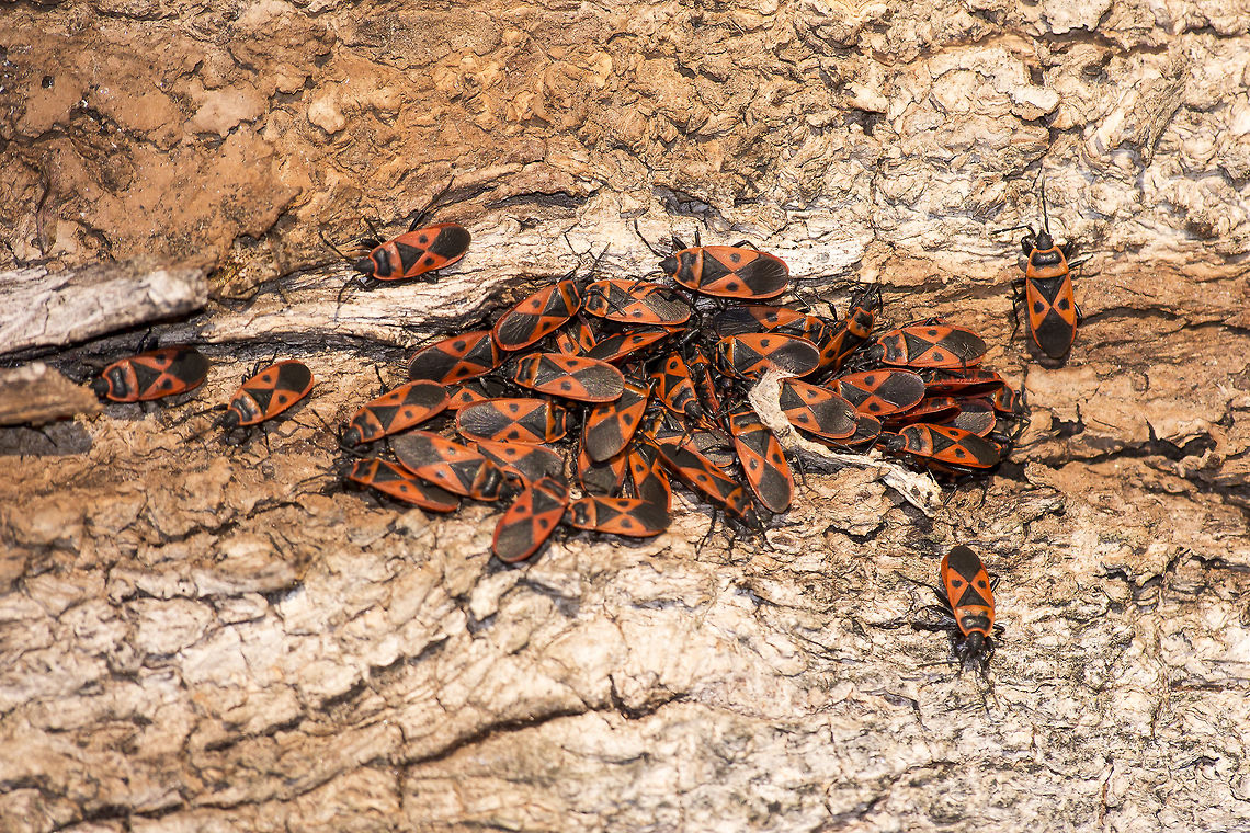 Scantius aegyptius Scantius aegyptius Pyrrhocoridae,Scantius aegyptius,biodiversity,hemiptera,insecta,insects