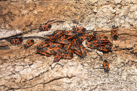 Scantius aegyptius Scantius aegyptius Pyrrhocoridae,Scantius aegyptius,biodiversity,hemiptera,insecta,insects