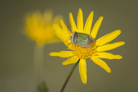 Nezara viridula f. torquata Nezara viridula f. torquata Nezara viridula,Nezara viridula f. torquata,Southern green stink bug,arthropoda,biodiversity,hemiptera,insecta,insects,pentatomidae,winter