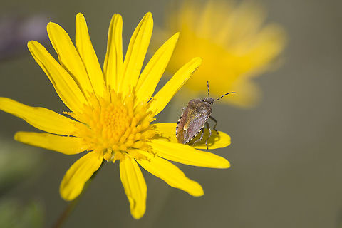 Dolycoris baccarum Dolycoris baccarum Dolycoris baccarum,biodiversity,hemiptera,insecta,insects,pentatomidae,winter