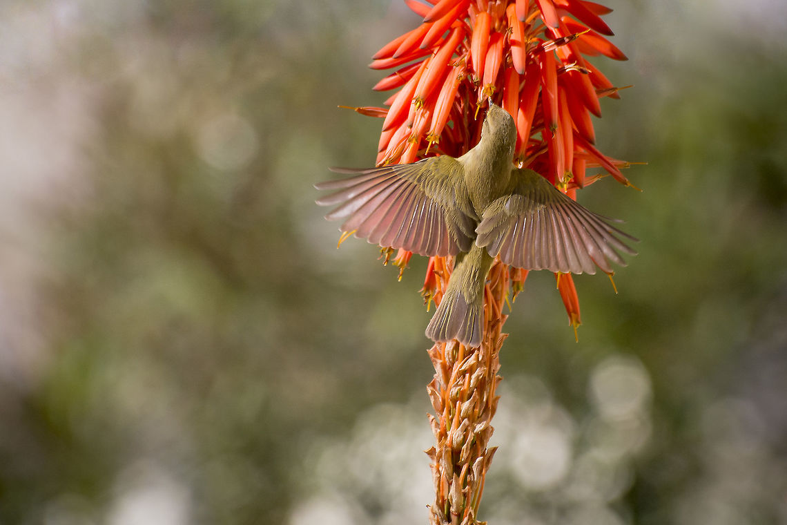 Phylloscopus collybita happy 2019 to all JD members :) Common chiffchaff,Phylloscopus collybita