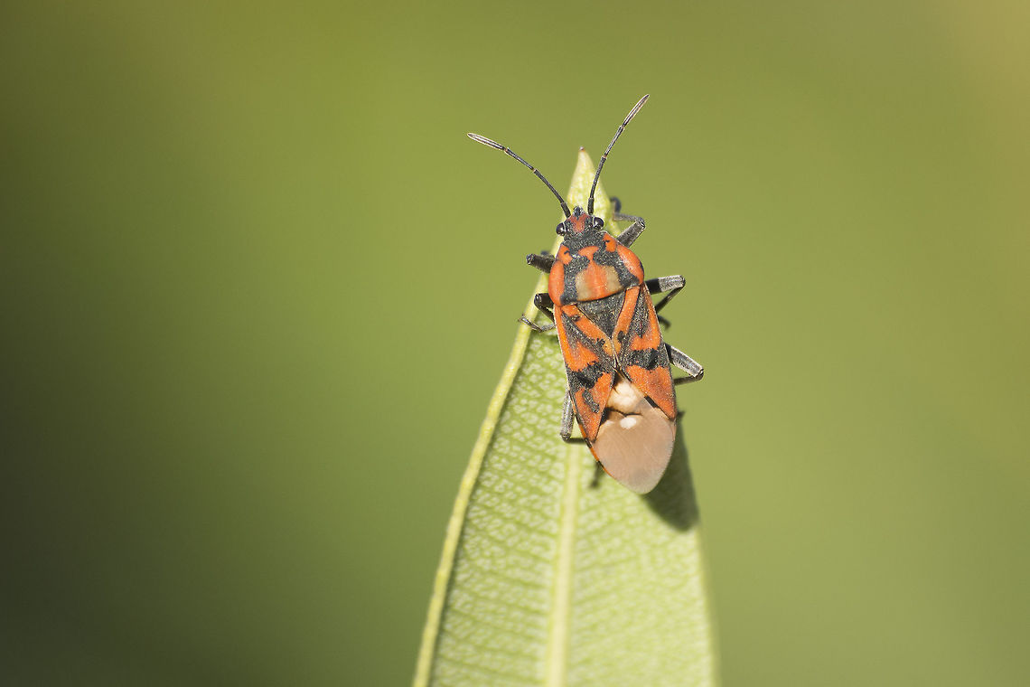 Spilostethus pandurus Spilostethus pandurus<br />
on Nerium oleander Nerium oleander,Spilostethus pandurus,biodiversity,hemiptera,insecta,insects,winter