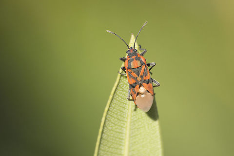 Spilostethus pandurus Spilostethus pandurus
on Nerium oleander Nerium oleander,Spilostethus pandurus,biodiversity,hemiptera,insecta,insects,winter