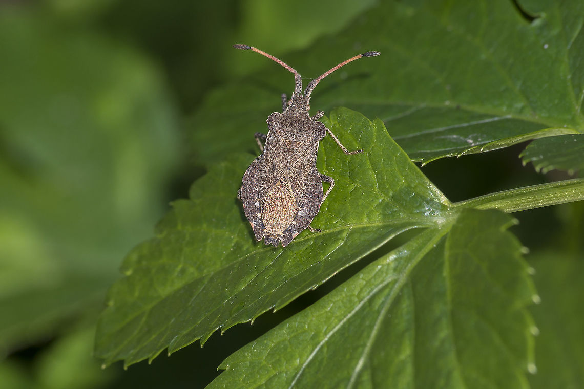 Enoplops scapha Enoplops scapha<br />
<br />
winter time Enoplops scapha,arthropoda,biodiversity,bugs,coreidae,hemiptera,insecta,insects,winter